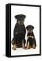 Rottweiler Sitting Next to Rottweiler Puppy-null-Framed Stretched Canvas