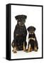 Rottweiler Sitting Next to Rottweiler Puppy-null-Framed Stretched Canvas