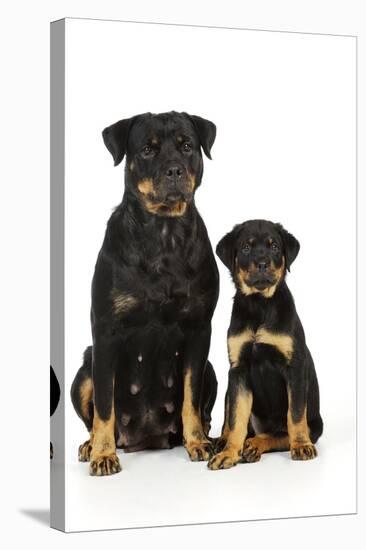 Rottweiler Sitting Next to Rottweiler Puppy-null-Stretched Canvas