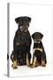 Rottweiler Sitting Next to Rottweiler Puppy-null-Stretched Canvas