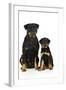 Rottweiler Sitting Next to Rottweiler Puppy-null-Framed Photographic Print