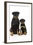 Rottweiler Sitting Next to Rottweiler Puppy-null-Framed Photographic Print