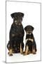 Rottweiler Sitting Next to Rottweiler Puppy-null-Mounted Photographic Print