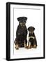 Rottweiler Sitting Next to Rottweiler Puppy-null-Framed Photographic Print