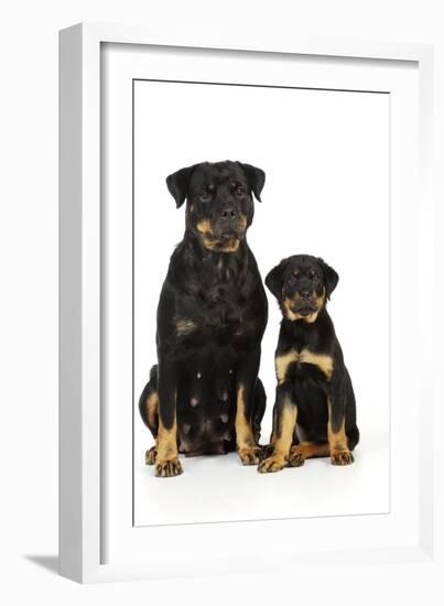 Rottweiler Sitting Next to Rottweiler Puppy-null-Framed Photographic Print