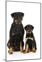 Rottweiler Sitting Next to Rottweiler Puppy-null-Mounted Photographic Print