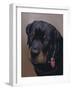 Rottweiler Solo-Karie-Ann Cooper-Framed Giclee Print