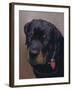 Rottweiler Solo-Karie-Ann Cooper-Framed Giclee Print