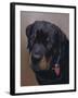 Rottweiler Solo-Karie-Ann Cooper-Framed Giclee Print