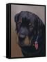 Rottweiler Solo-Karie-Ann Cooper-Framed Stretched Canvas
