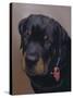 Rottweiler Solo-Karie-Ann Cooper-Stretched Canvas