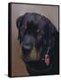 Rottweiler Solo-Karie-Ann Cooper-Framed Stretched Canvas