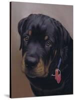 Rottweiler Solo-Karie-Ann Cooper-Stretched Canvas