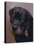 Rottweiler Solo-Karie-Ann Cooper-Stretched Canvas