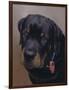Rottweiler Solo-Karie-Ann Cooper-Framed Giclee Print