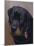 Rottweiler Solo-Karie-Ann Cooper-Mounted Giclee Print