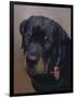 Rottweiler Solo-Karie-Ann Cooper-Framed Giclee Print