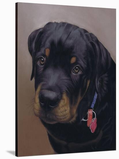 Rottweiler Solo-Karie-Ann Cooper-Stretched Canvas