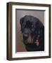 Rottweiler Solo-Karie-Ann Cooper-Framed Giclee Print