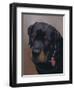 Rottweiler Solo-Karie-Ann Cooper-Framed Giclee Print