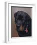 Rottweiler Solo-Karie-Ann Cooper-Framed Giclee Print