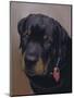 Rottweiler Solo-Karie-Ann Cooper-Mounted Giclee Print