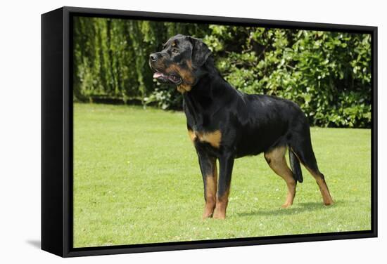 Rottweiler Standing on Grass-null-Framed Stretched Canvas