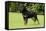 Rottweiler Standing on Grass-null-Framed Stretched Canvas