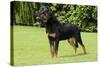 Rottweiler Standing on Grass-null-Stretched Canvas