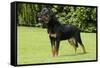 Rottweiler Standing on Grass-null-Framed Stretched Canvas