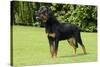 Rottweiler Standing on Grass-null-Stretched Canvas