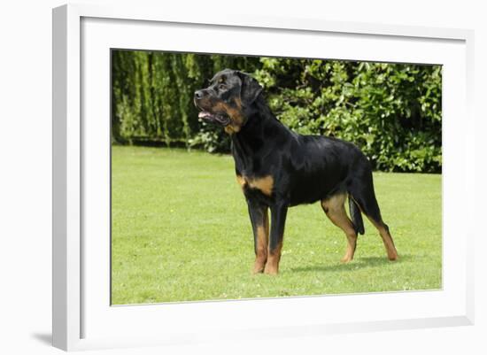 Rottweiler Standing on Grass-null-Framed Photographic Print