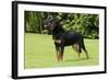 Rottweiler Standing on Grass-null-Framed Photographic Print