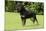 Rottweiler Standing on Grass-null-Mounted Photographic Print