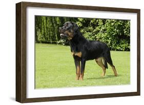 Rottweiler Standing on Grass-null-Framed Photographic Print