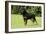 Rottweiler Standing on Grass-null-Framed Photographic Print