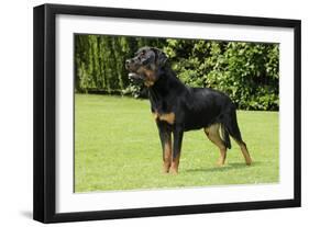 Rottweiler Standing on Grass-null-Framed Photographic Print