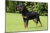 Rottweiler Standing on Grass-null-Mounted Photographic Print
