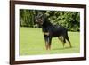 Rottweiler Standing on Grass-null-Framed Photographic Print