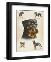 Rottweiler-Libero Patrignani-Framed Art Print