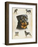 Rottweiler-Libero Patrignani-Framed Art Print