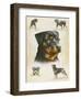 Rottweiler-Libero Patrignani-Framed Art Print