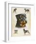 Rottweiler-Libero Patrignani-Framed Art Print