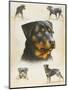 Rottweiler-Libero Patrignani-Mounted Art Print