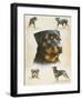 Rottweiler-Libero Patrignani-Framed Art Print