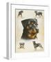 Rottweiler-Libero Patrignani-Framed Art Print