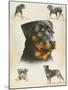 Rottweiler-Libero Patrignani-Mounted Art Print