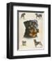 Rottweiler-Libero Patrignani-Framed Art Print