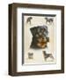 Rottweiler-Libero Patrignani-Framed Art Print