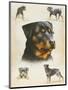 Rottweiler-Libero Patrignani-Mounted Art Print